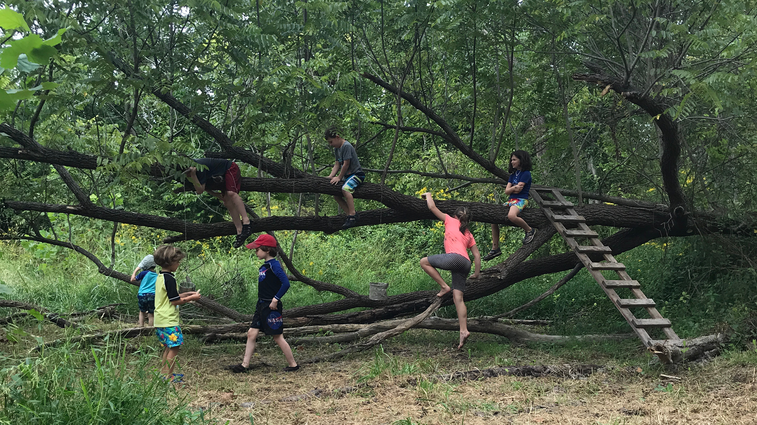 Children climbing on their favorite tree